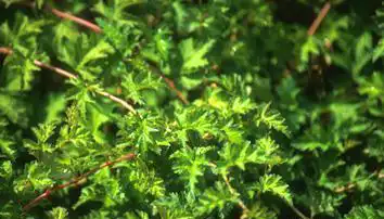 Photo of Neillia incisa (Neillia incisas)