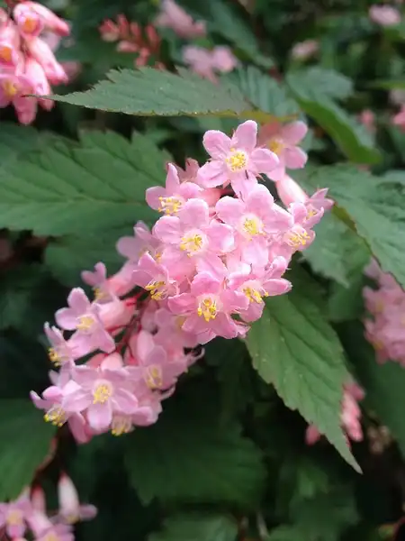 Foto de Neillia sinensis (Neillia sinensiss)
