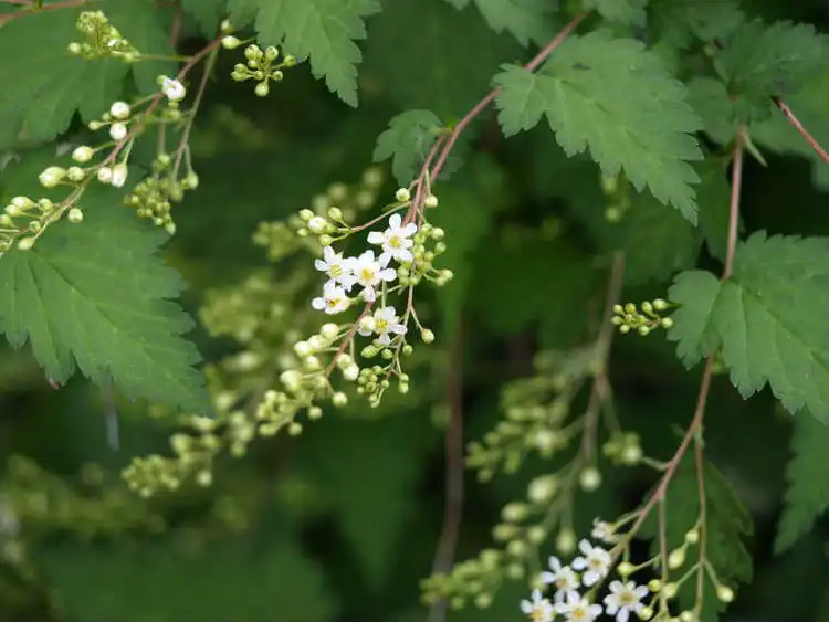 Фото Neillia uekii (Neillia uekiis)