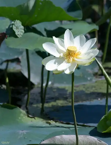 Фото Nelumbo lutea (Nelumbo luteas)