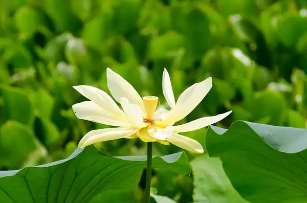 Фото Nelumbo lutea (Nelumbo luteas)
