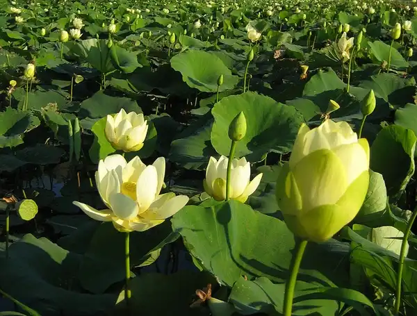 Фото Nelumbo lutea - Nelumbo lutea:Allen Gathman
