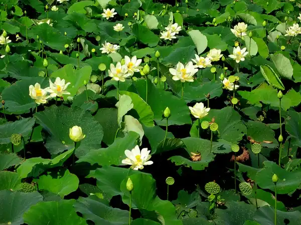 Фото Nelumbo lutea - Nelumbo lutea:Allen Gathman