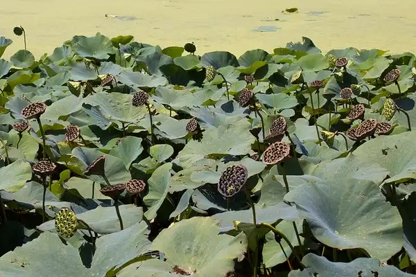 Фото Nelumbo lutea - Nelumbo lutea:Bill Bumgarner