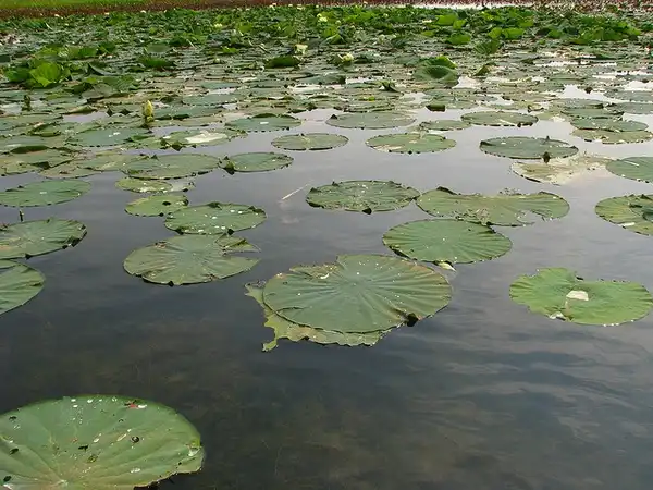 Фото Nelumbo lutea - Nelumbo lutea:Kerry Wixted