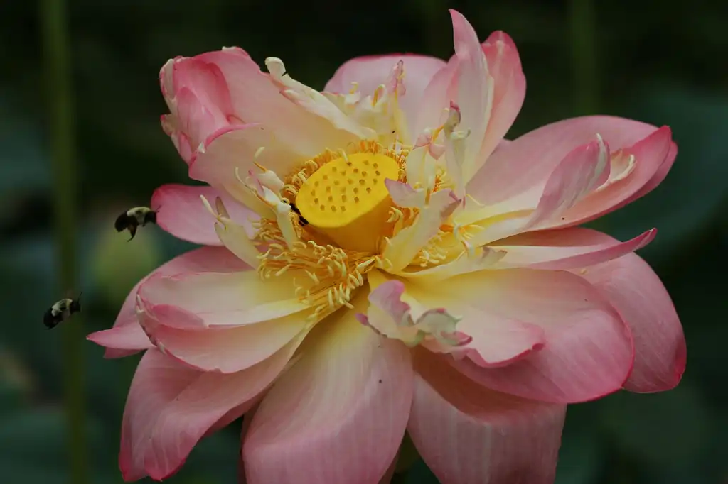 Фото Nelumbo nucifera (Nelumbo nuciferas)