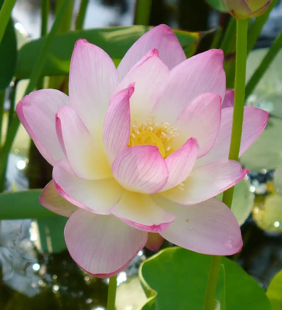 Фото Nelumbo nucifera (Nelumbo nuciferas)