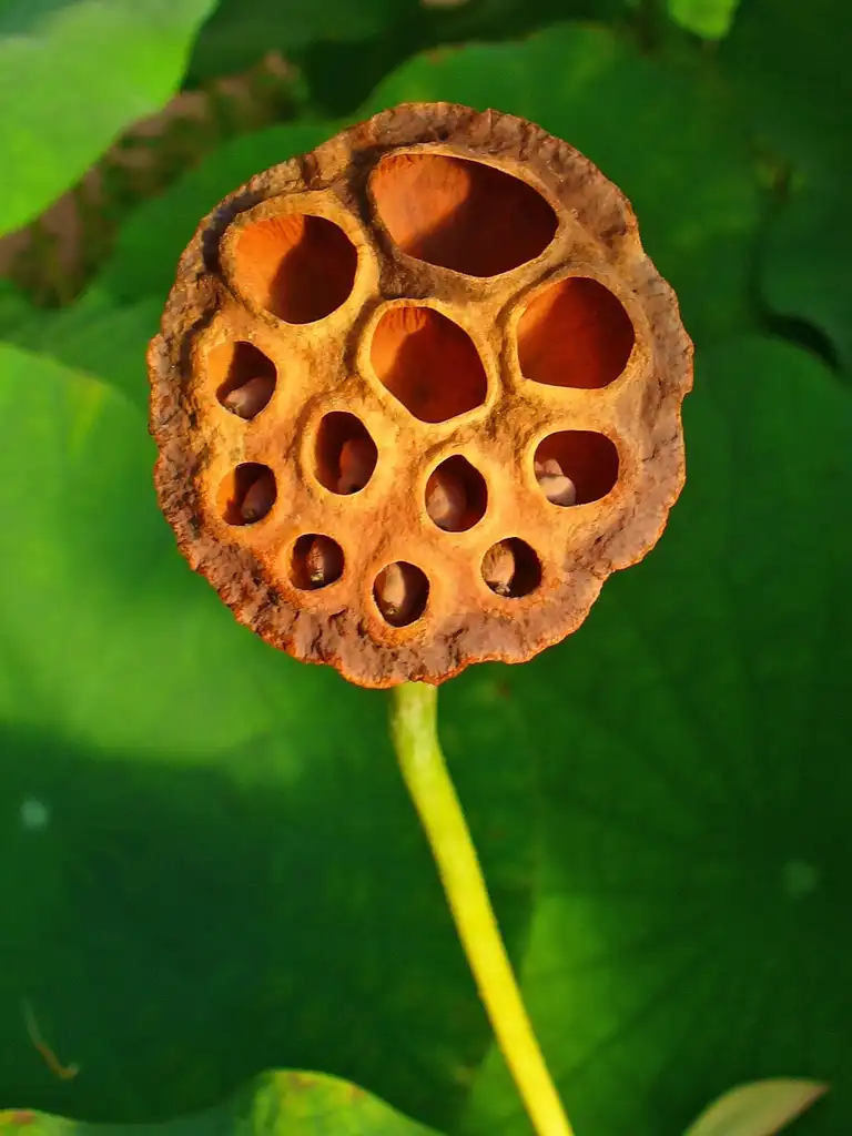 Фото Nelumbo nucifera - ripe seedhead:H. Zell