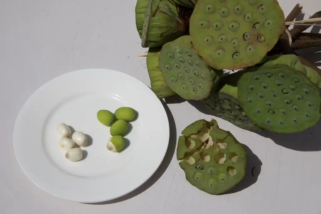 Фото Nelumbo nucifera - fruit seeds:Basile Morin