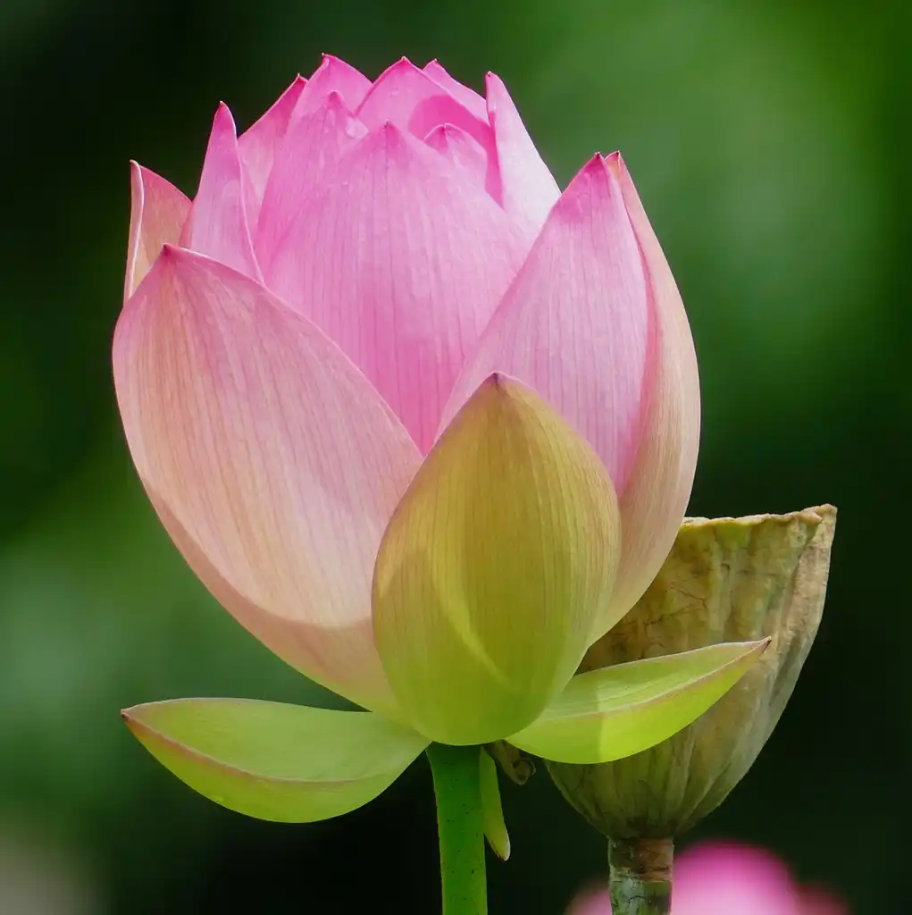Фото Nelumbo nucifera - flower bud:Bernard DUPONT