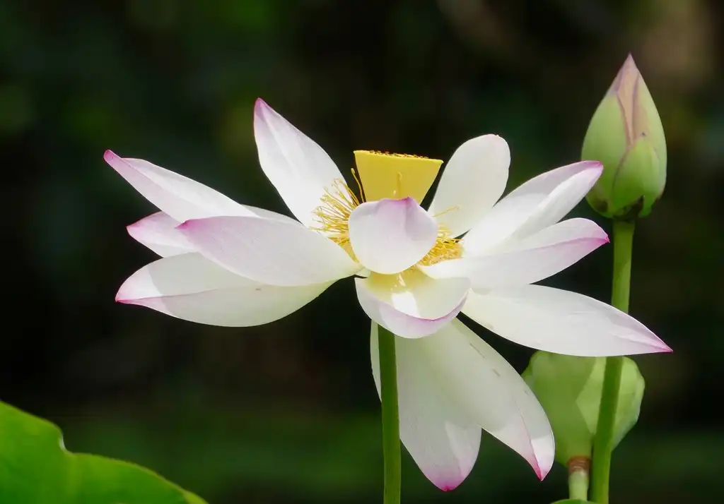 Фото Nelumbo nucifera - flower from the side:Bernard DUPONT