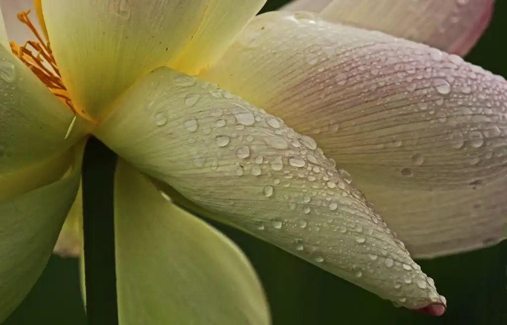 Фото Nelumbo nucifera - flower close up:Judy Gallagher