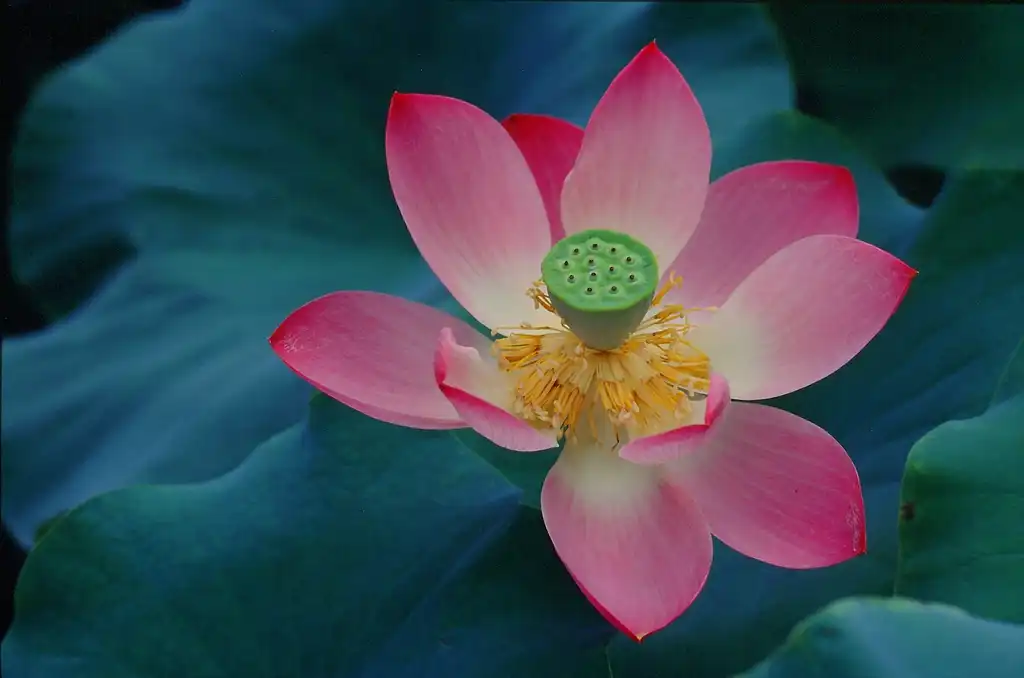 Фото Nelumbo nucifera - flower:Dr. Hans-Günter Wagner