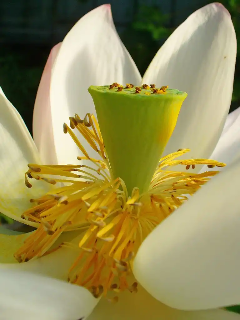 Фото Nelumbo nucifera - flower close up:H. Zell