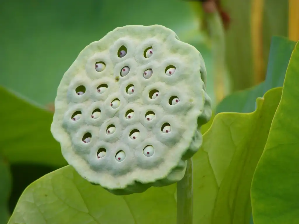 Фото Nelumbo nucifera - fruit/ seedhead:Peripitus