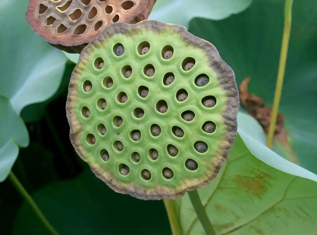 Фото Nelumbo nucifera - seedhead:KENPEI