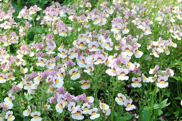 Photo of Nemesia strumosa (Nemesia strumosas)