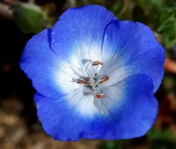 Фото Nemophila menziesii (Nemophila menziesiis)