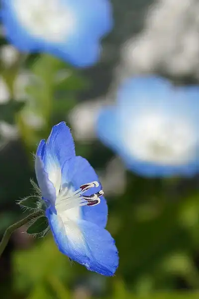 Фото Nemophila menziesii (Nemophila menziesiis)
