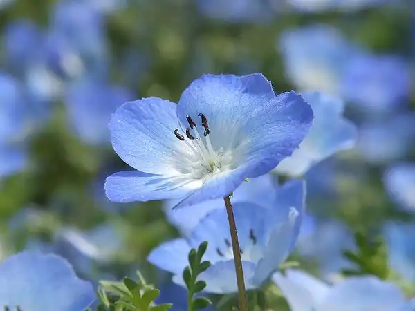 Фото Nemophila menziesii - :8mitsu