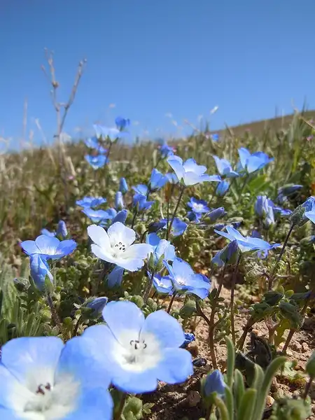 Фото Nemophila menziesii - :Sedges have Edges