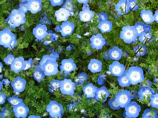 Фото Nemophila menziesii - :Chuck B.