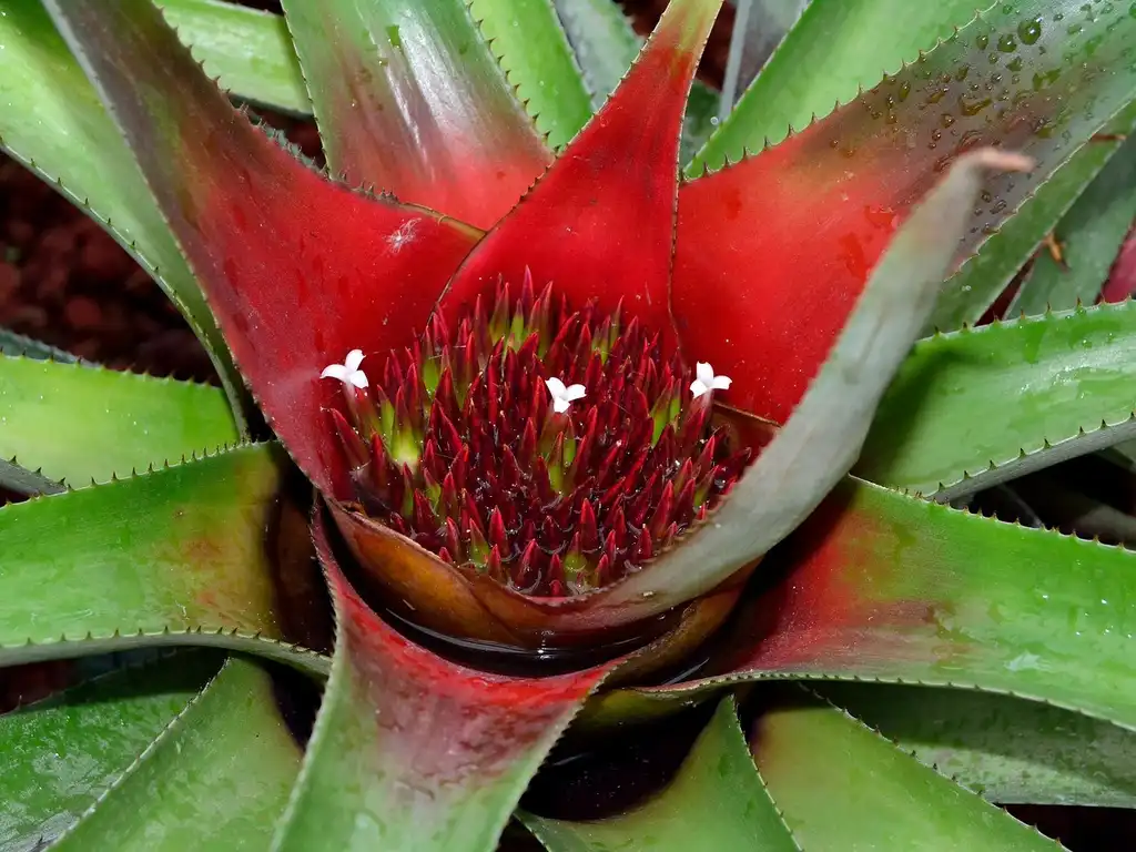 Photo of Neoregelia (Neoregelias)