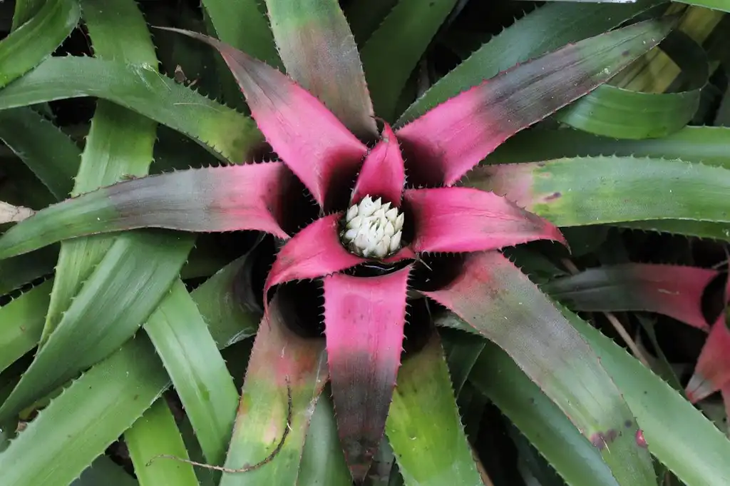 Photo of Neoregelia (Neoregelias)