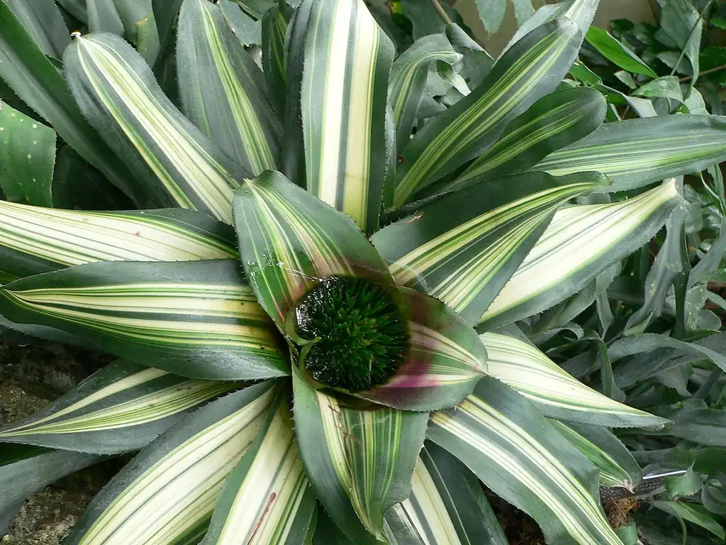 Photo of Neoregelia - Leaves and flowers: