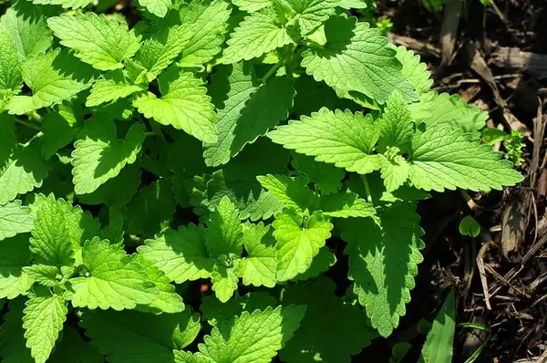 Photo of Nepeta cataria (Nepeta catarias)