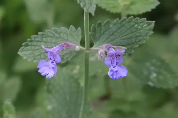 Photo of Nepeta cataria (Nepeta catarias)