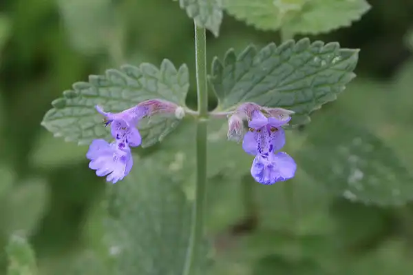 Photo of Nepeta cataria - Nepta cataria:Marcy Leigh