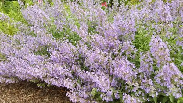 Фото Nepeta x faassenii (Nepeta x faasseniis)