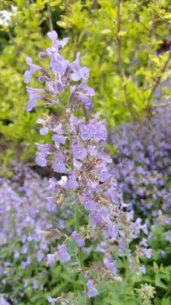 Фото Nepeta x faassenii (Nepeta x faasseniis)