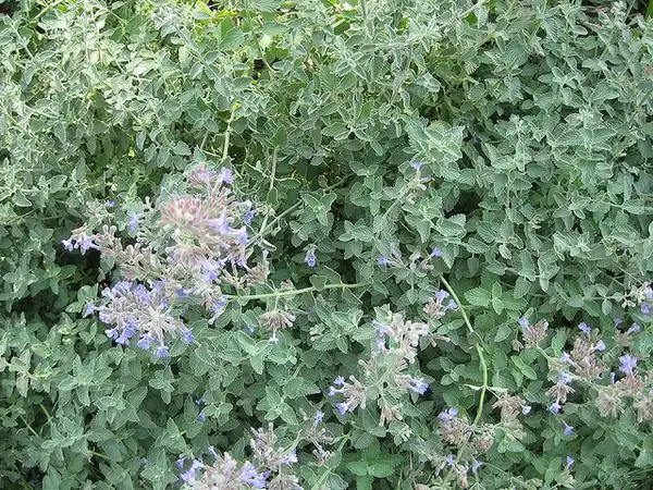 Фото Nepeta x faassenii - Leaves and flowers:prissears