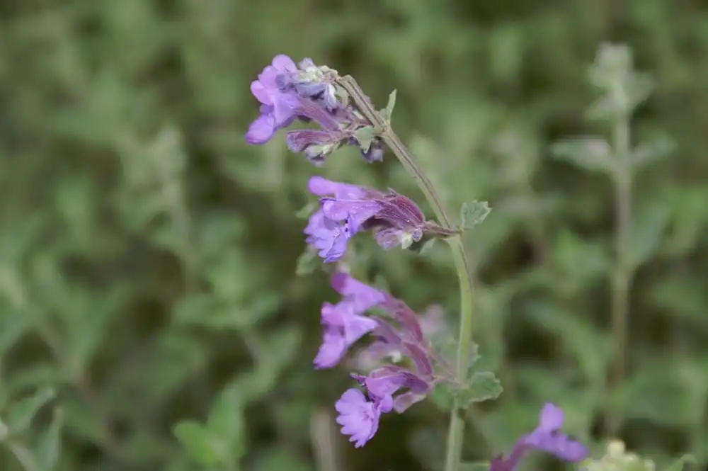 Фото Nepeta x faassenii - Flowers:David J. Stang