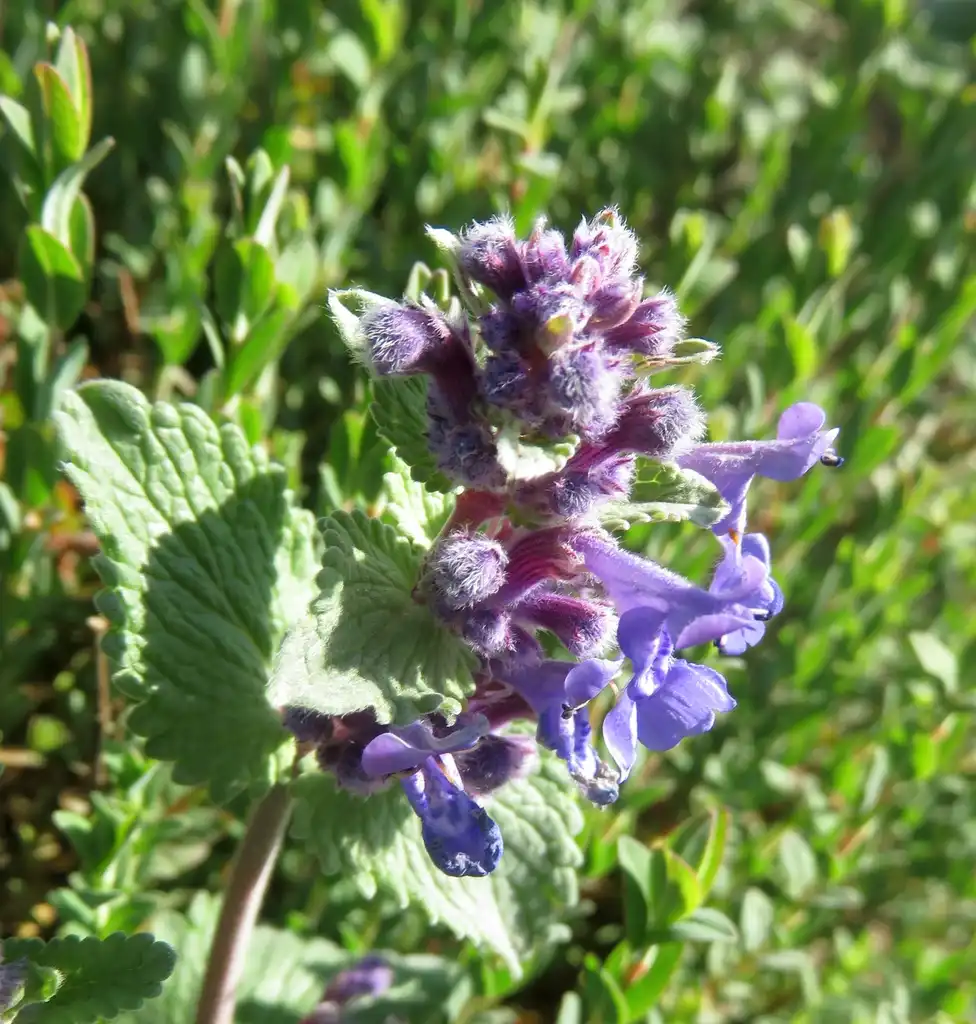 Фото Nepeta x faassenii - Flower and Leaves:Alex Hauner