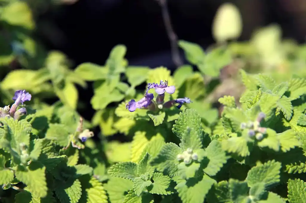 Фото Nepeta x faassenii - Leaves:David J. Stang