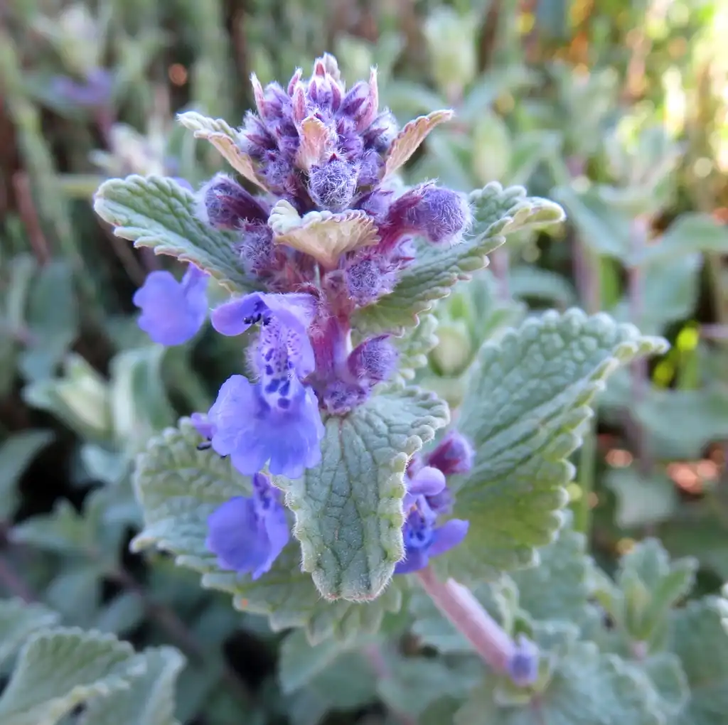 Фото Nepeta x faassenii - Flower and Leaves Close-up:Alex Hauner