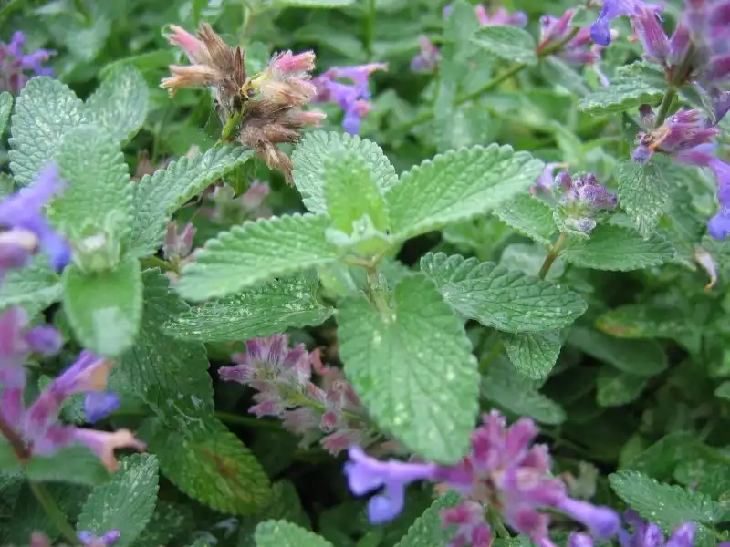 Фото Nepeta x faassenii - Leaves:Kristian Peters -- Fabelfroh