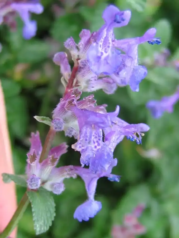 Фото Nepeta x faassenii - Flower detail:Kristian Peters -- Fabelfroh