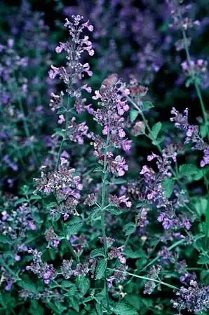 Photo of Nepeta (Nepetas)