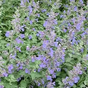 Photo of Nepeta (Nepetas)