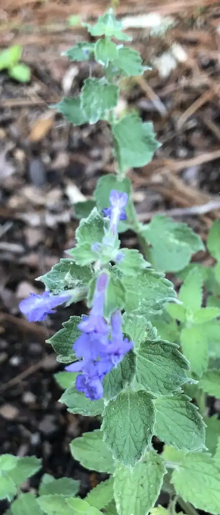 Photo of Nepeta - Flower and Leaves (Wake County, NC):Cathy Dewitt