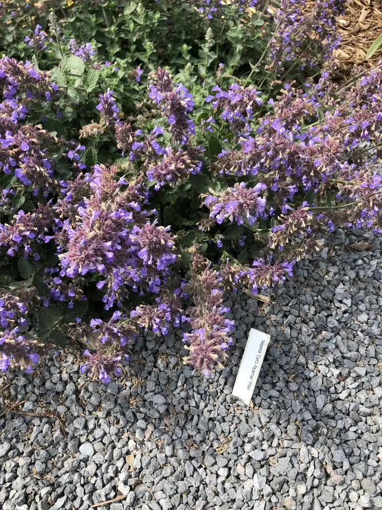 Photo of Nepeta - Form (Wake County,NC):Cathy Dewitt