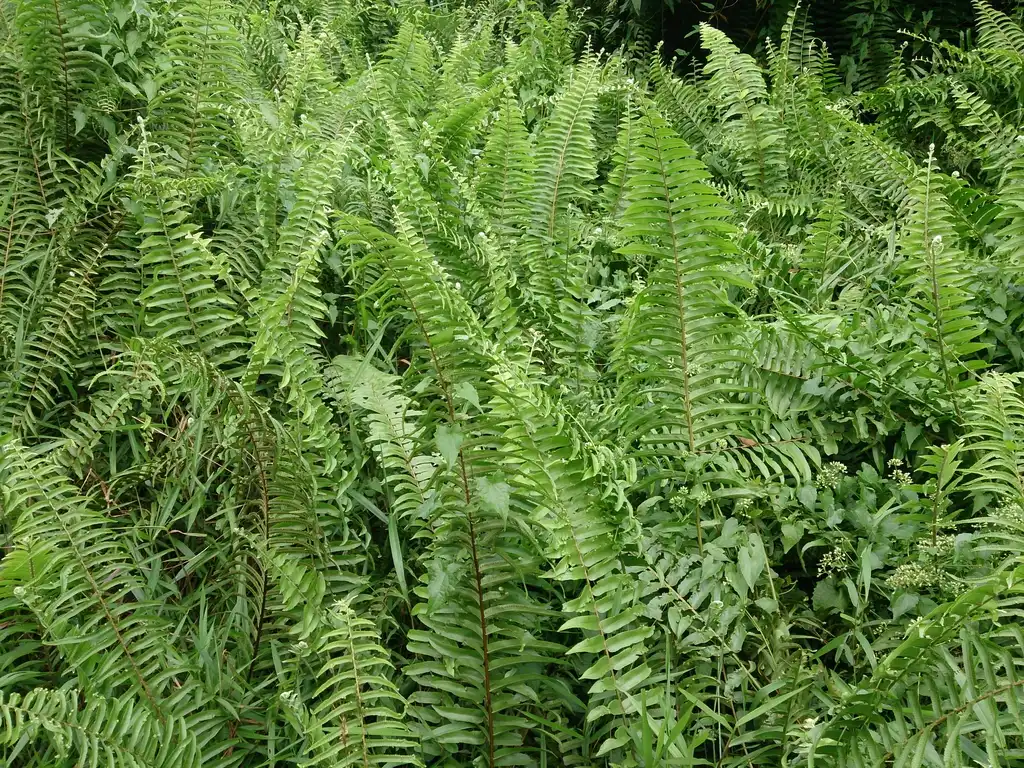 Foto de Nephrolepis biserrata (Nephrolepis biserratas)