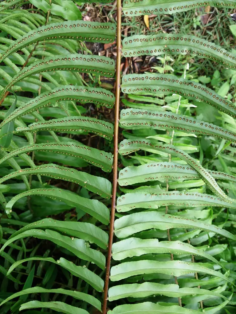 Foto de Nephrolepis biserrata - Leaf Blade:Mokkie