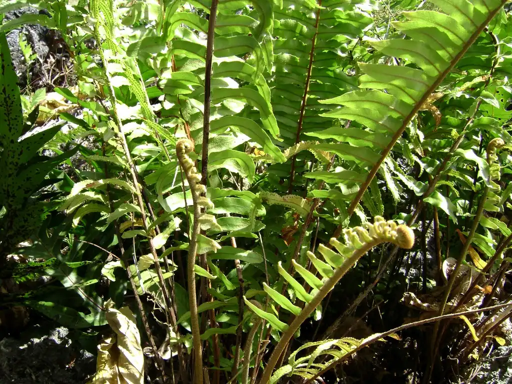 Foto de Nephrolepis biserrata - Branches:Tauʻolunga