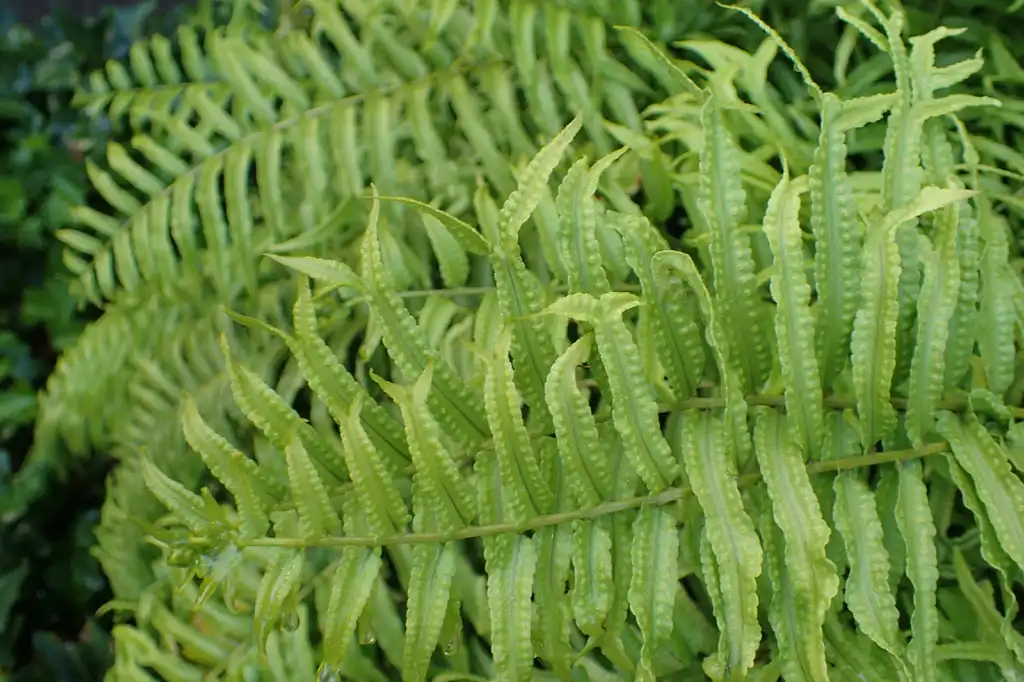 Foto de Nephrolepis biserrata - Leaf detail:Krzysztof Ziarnek, Kenraiz