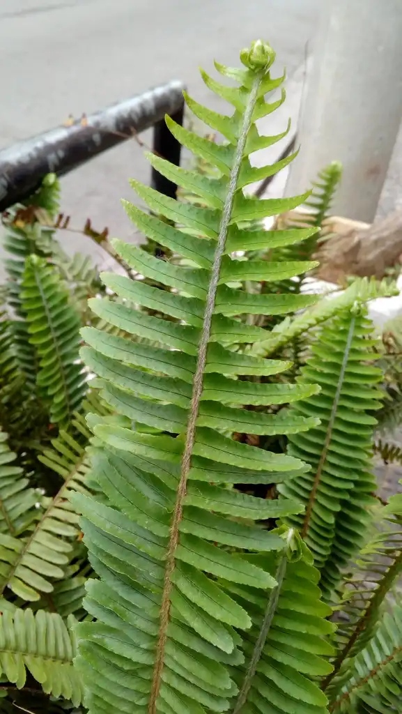 Photo of Nephrolepis cordifolia (Nephrolepis cordifolias)